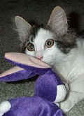 Love my purple rabbit!
