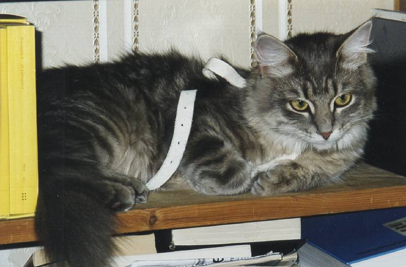 Siberian Cat Gordi as kitten, siperiankissa Gordi pentuna
