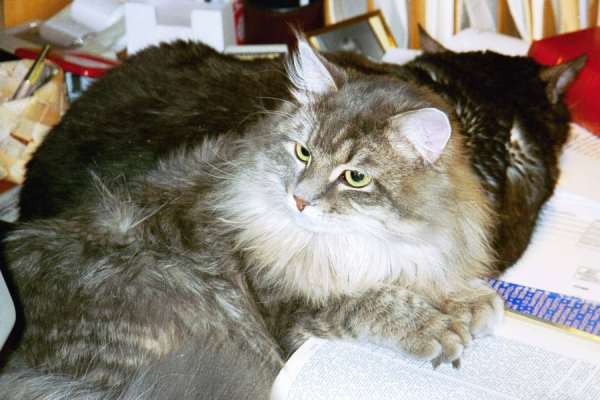 Siberian Cat Gordi, siperiankissa Gordi, cat picture, pictures of cats, kissan kuva, kissojen kuvia