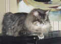 Siberian Cat Gordi, look at my winter coat at ruff. Siperiankissa Gordi, komea talviturkki kaulureineen(35481 Byte)