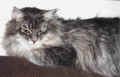 Siberian Cat Gordi, siperiankissa Gordi (52519 Byte)