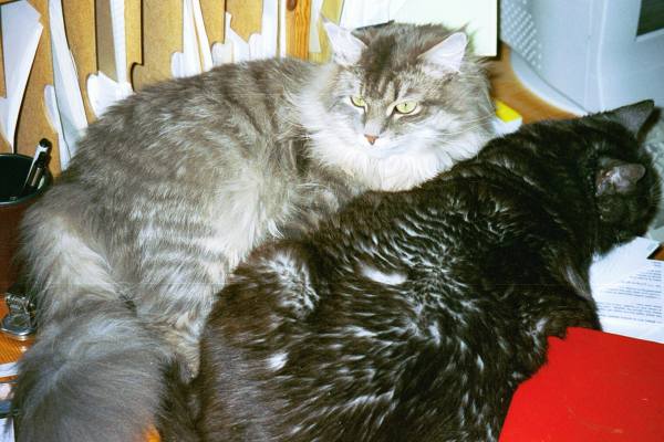 Siberian Cat Gordi and domestic cat Nelli, siperiankissa Gordi ja kotikissa Nelli