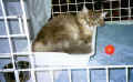 Parasta ottaa nokoset - Better take a nap! (35741 Byte)