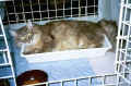 Siberian Cat Gordi in Tallinn, Estonia(55163 Byte)