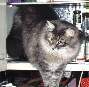 Siberian Cat Gordi in the kitchen, siperiankissa Gordi keitti�ss�, kissojen kuvia, pictures of cats, cat pictures