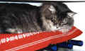 Gordiwinekitch.jpg (13029 Byte)