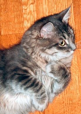 Siberian Cat Gordi as kitten, siperiankissa Gordi pentuna, cat picture, pictures of cats, kissojen kuvia,