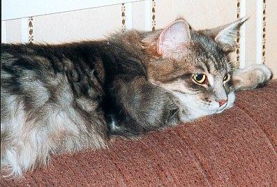 Siberian Cat Gordi as kitten, siperiankissa Gordi pentuna, cat picture, pictures of cats,kissan kuva, kissojen kuvia,