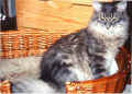 Gordy36.jpg (49864 Byte)