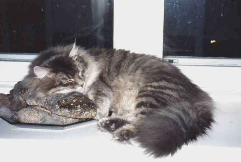 Siberian Cat Gordi, siperiankissa Gordi, Helsinki, Finland, Suomi