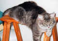 Hangingaround.jpg (33897 Byte)
