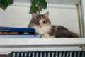 MistyShelf.jpg (18028 Byte)