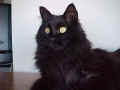 Sashapretty.jpg (16503 Byte)