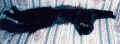 Look at this Siberian stretch (25987 Byte)