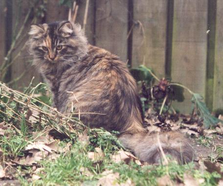 Siberian Cat Clava, siperiankissa Clava, siberian cats in Netherlands, hollantilaisia kasvattajia, siberian cats, siperiankissoja