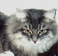 Close up picture, Siberian Cat Gordi, siperiankissa Gordi, l�hikuva (22680 Byte)