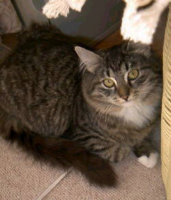 Siberian Cat Ekaterina, siperiankissa Ekaterina, 
	Almaz-Siberians, Tokyo, Japan, Tokio, japanilainen siperianksisakasvattaja