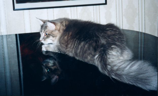 Siberian Cat Gordi, siperiankissa Gordi,  cat picture, pictures of cats, kissojen kuvia, Picture Gallery, kuvagalleria