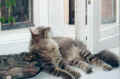 gordy23.jpg (29666 Byte)