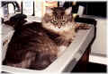 gordy33.jpg (35086 Byte)