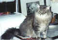 The Siberian King - Or maybe the Prince! Taidanpa olla siperiankissojen kuningas - tai ehk� vain prinssi!(46766 Byte)