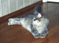 Just look at my big and round paws! Vilkaiskaapa pehmeit� py�reit� tassujani! (47183 Byte)