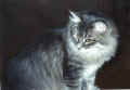 gordy43.jpg (30944 Byte)