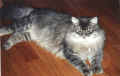Siberian Cat Gordi, siperiankissa Gordi - Surprised? Yll�ri?(41927 Byte)
