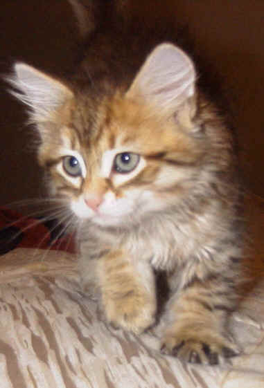 Siberian Cat Arii, memorial page, siperiankissa Arii, muistosivu