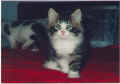 tashababy.jpg (29048 Byte)