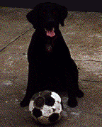 [My Black Lab Retriever]