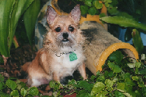 Mitzie