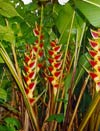 heliconia