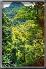Grenada Rain Forest