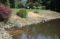 Flamingoes and Coi Carp at Jersey Gold Center Park, Channel Islands, U.K.