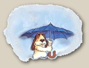 This Basset doesn't like rain!