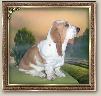 Basset Hound puppy called Snoopy