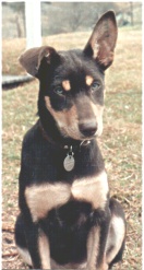 Rockybar Valerie as a puppy - Photo: Stephen Bilson