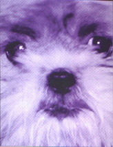 Wickit the dog