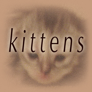 kittens
