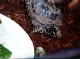  Mertle 3