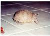  Mertle's Friend Morris