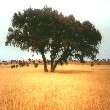 azinheira.jpg (69934 bytes)