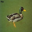 pato.JPG (17553 bytes)