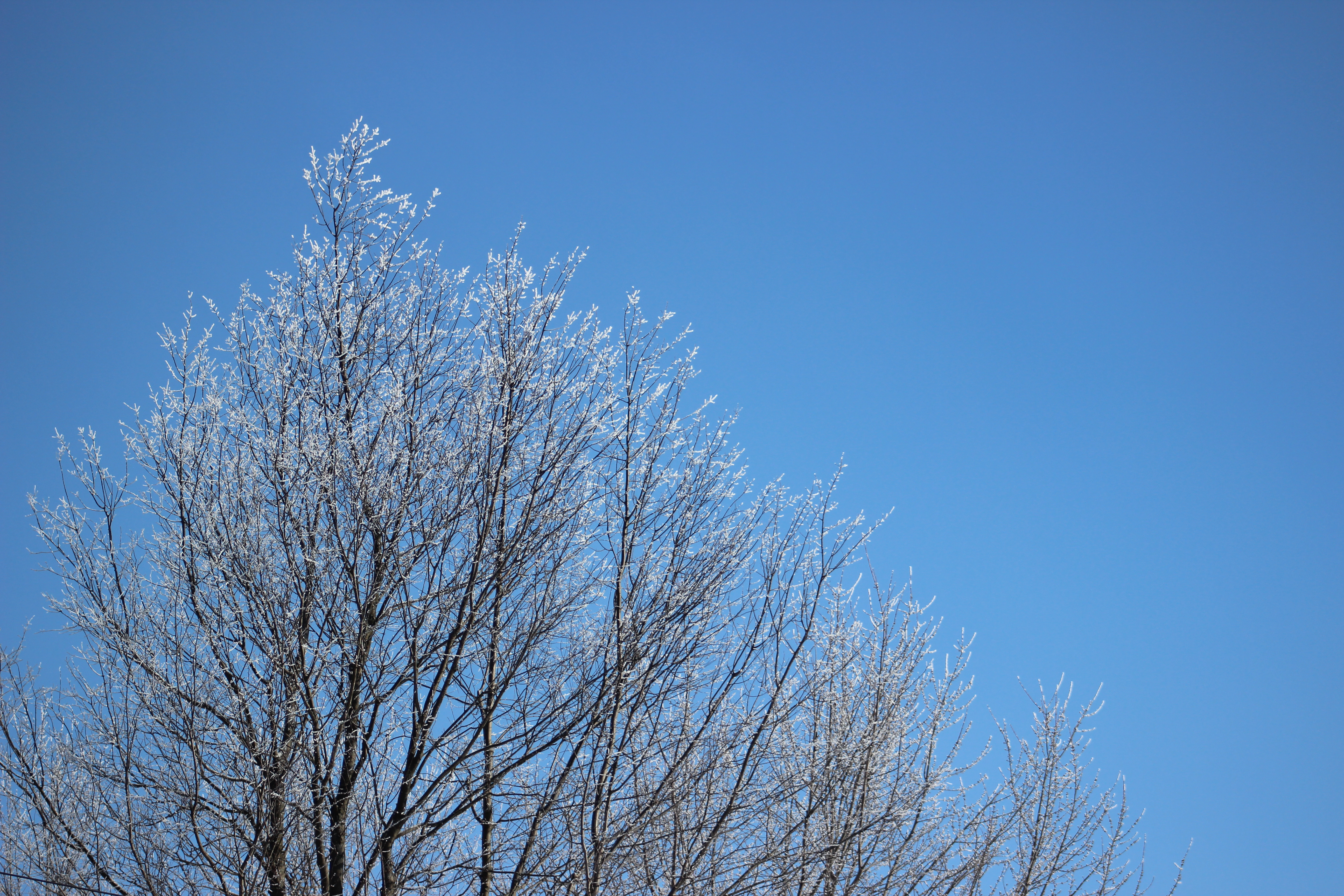 frosty trees