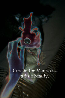 The beautiful Cookie Monook.&nbsp; By:Jayme Lester