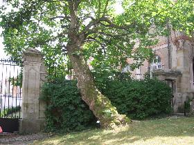 The tree is old