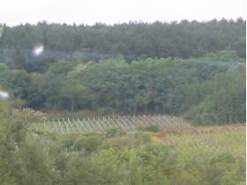 Vineyard in the distance
