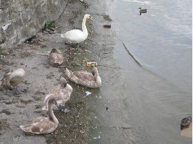 Swans