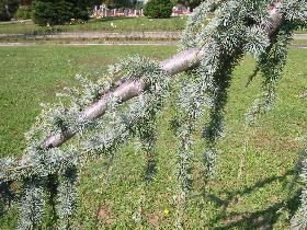Close look at a branch